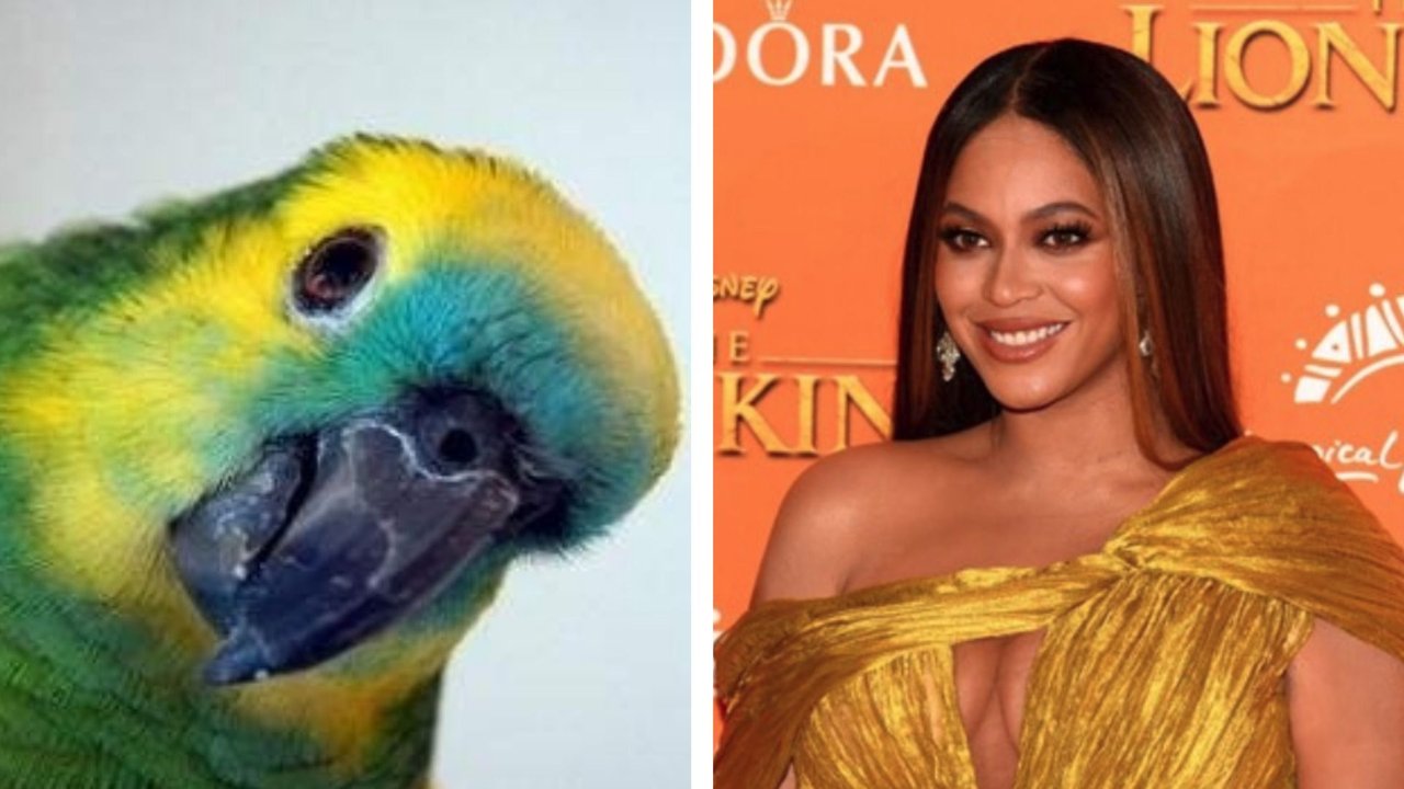 Que alguien lo lleve al Cantando 2020: furor por el video del loro que canta como Beyoncé
