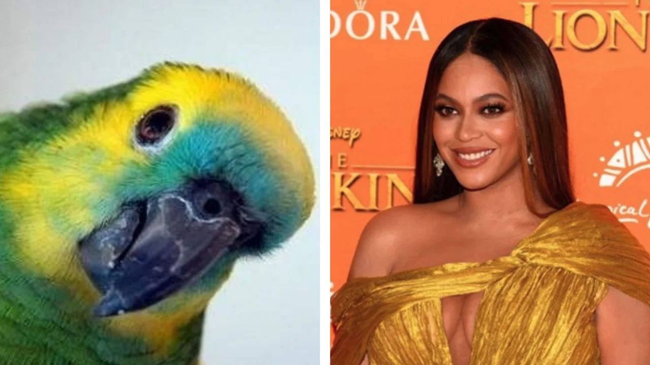 Que alguien lo lleve al Cantando 2020: furor por el video del loro que canta como Beyoncé