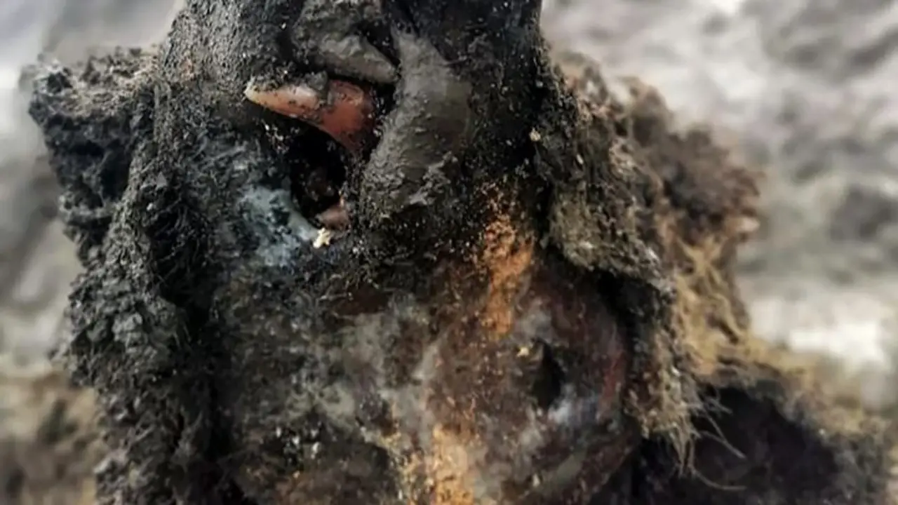 Encontraron a un oso de las cavernas de la Edad de Hielo perfectamente conservado