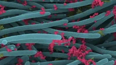 nueva cepa de coronavirus nueva cepa de coronavirus