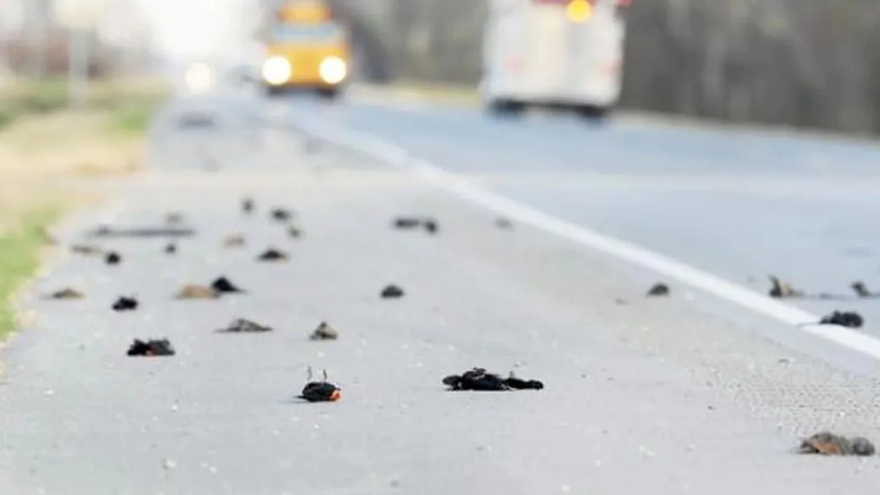 Cayeron miles de pájaros muertos en Estados Unidos: ¿qué dicen los especialistas?