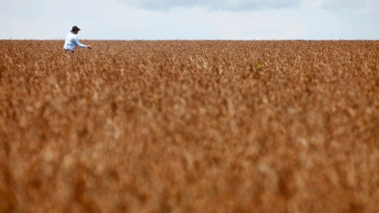 Productores de soja de Brasil se guardan cosechas a la espera de mejores precios