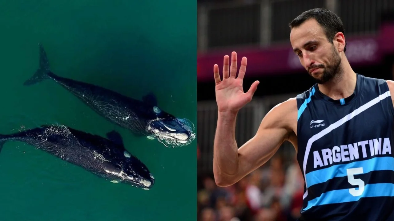 Video viral, ballenas, Emanuel Ginóbili, Twitter, viral