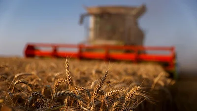 Amplias lluvias en región agrícola núcleo Argentina mejoran perspectivas para trigo Amplias lluvias en región agrícola núcleo Argentina mejoran perspectivas para trigo