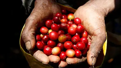 Demanda mundial de café provoca boom de exportaciones en Honduras Demanda mundial de café provoca boom de exportaciones en Honduras