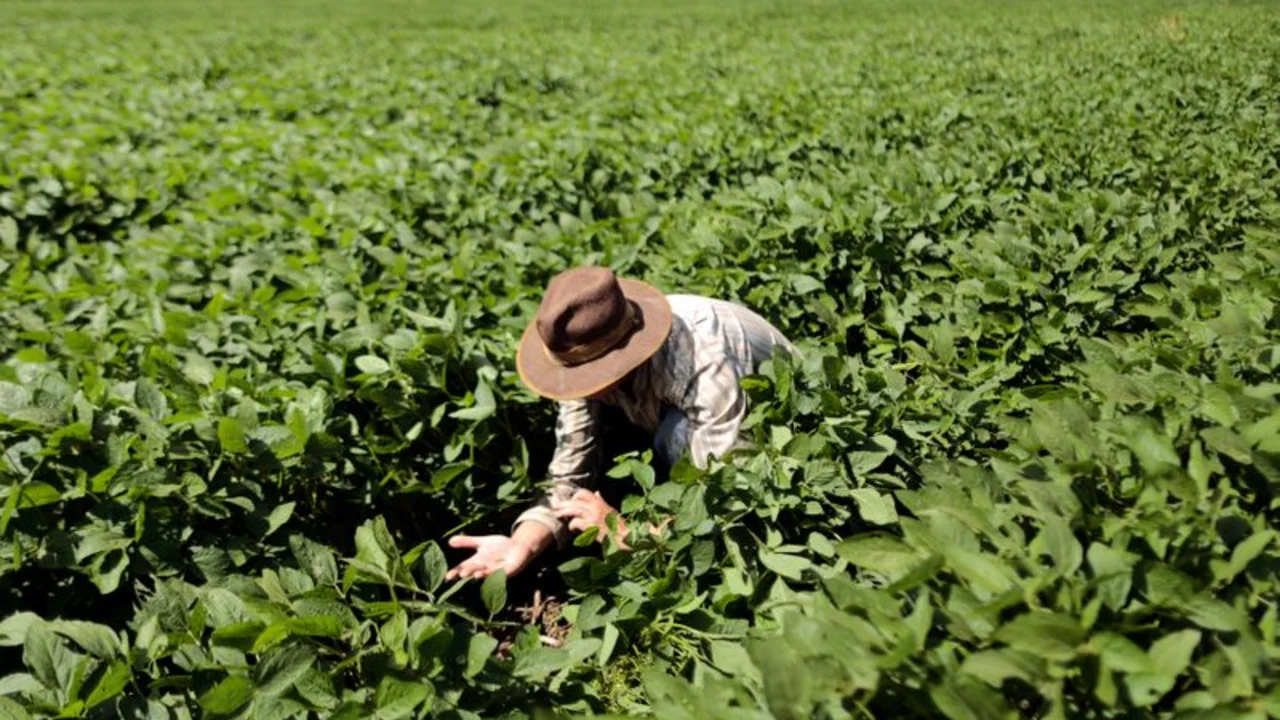 Apostando a lluvias de septiembre, productores de soja de Brasil se aprestan a adelantar siembra