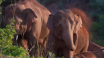 Rescatan a bebé elefante en China después de ser separado de la manada Rescatan a bebé elefante en China después de ser separado de la manada
