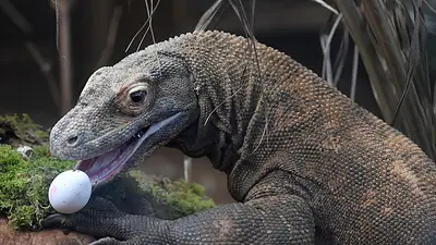 El dragón de Komodo en peligro por el aumento del nivel del mar El dragón de Komodo en peligro por el aumento del nivel del mar