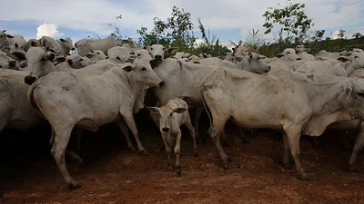 Fiebre de la vaca loca: compradores de carne chinos esperan pronta reanudación de comercio con Brasil pese a casos Fiebre de la vaca loca: compradores de carne chinos esperan pronta reanudación de comercio con Brasil pese a casos