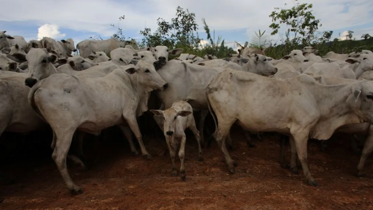 Fiebre de la vaca loca: compradores de carne chinos esperan pronta reanudación de comercio con Brasil pese a casos 