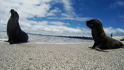 Ecuador apunta a nueva reserva marina en Galápagos para conservar especies migratorias Ecuador apunta a nueva reserva marina en Galápagos para conservar especies migratorias