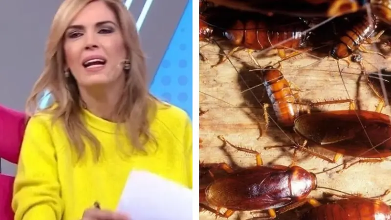 Viviana Canosa. Cucarachas