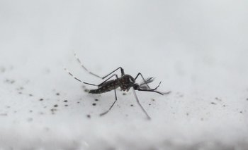 Murió por dengue un hombre de 77 años en Santa Fe | Dengue