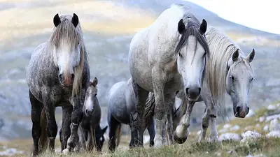 Caballos salvajes en Bosnia: ¿atracción turística o plaga para agricultores? Caballos salvajes en Bosnia: ¿atracción turística o plaga para agricultores?