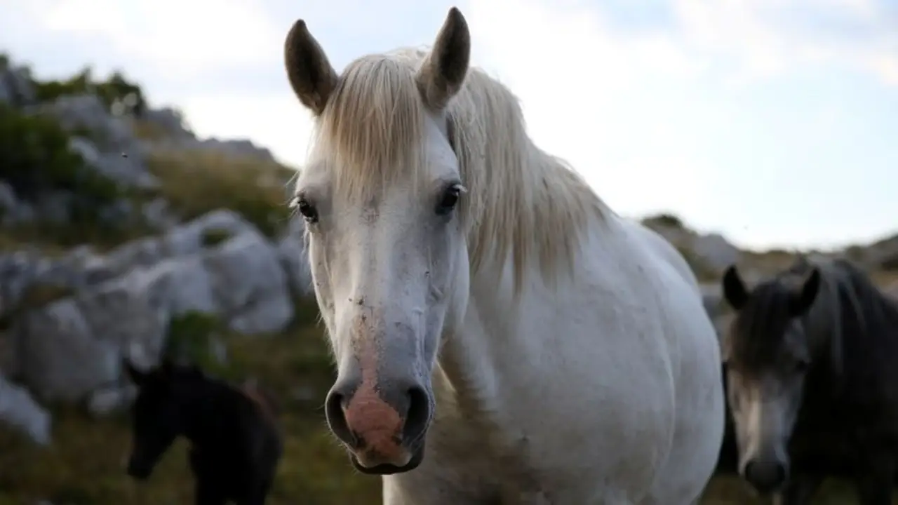 Aumentan los casos de caballos faenados en Mendoza
