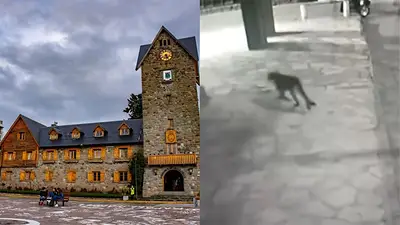 Video viral, viral, Bariloche, pumas Video viral, viral, Bariloche, pumas