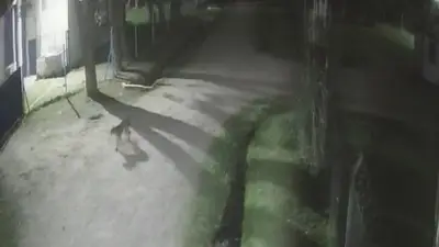 Puma suelto Puma suelto