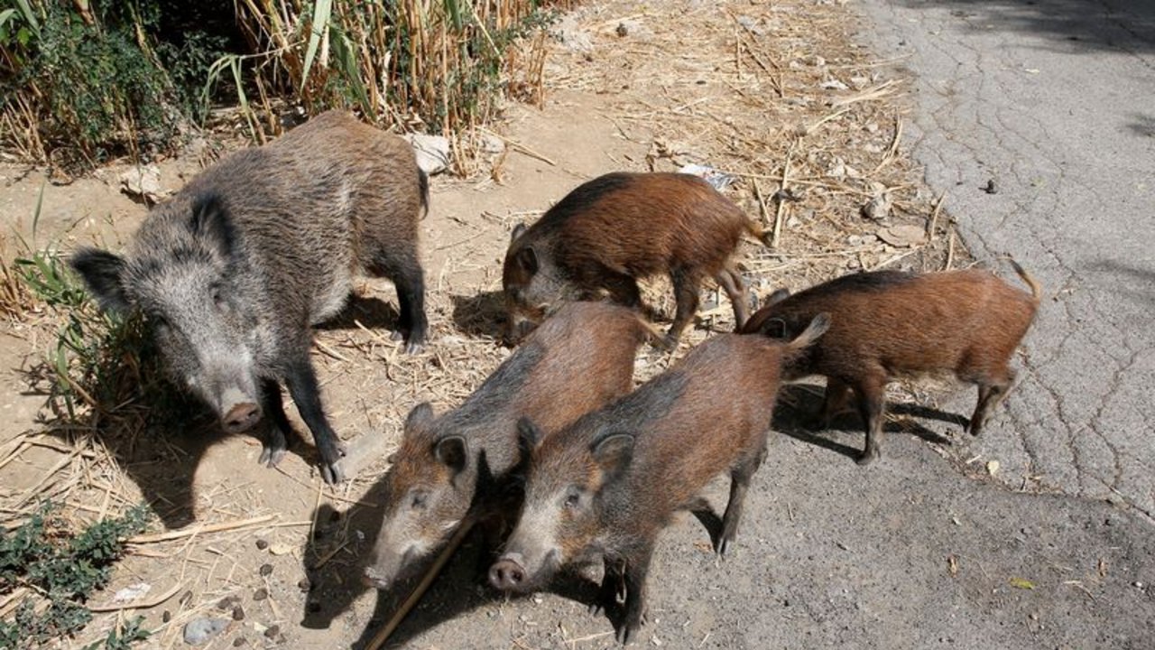 Invasión de jabalíes preocupa a las autoridades de Roma