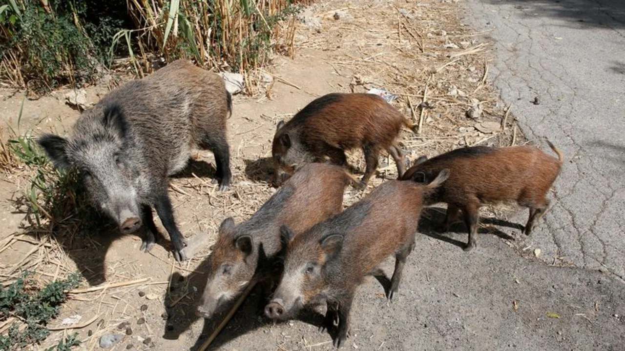 Invasión de jabalíes preocupa a las autoridades de Roma