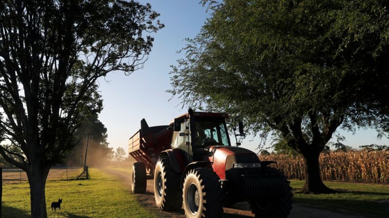 Campo: la siembra de maíz argentino comienza con "buen ritmo" según la Bolsa Cereales Buenos Aires 