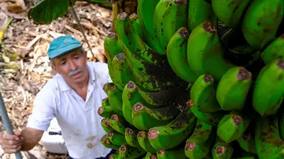 Los agricultores se desesperan mientras el volcán arrasa la cosecha de plátanos de La Palma Los agricultores se desesperan mientras el volcán arrasa la cosecha de plátanos de La Palma