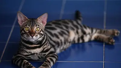 Sacrificio de gatos en China tras contagio de COVID-19 desata la ira en redes sociales Sacrificio de gatos en China tras contagio de COVID-19 desata la ira en redes sociales