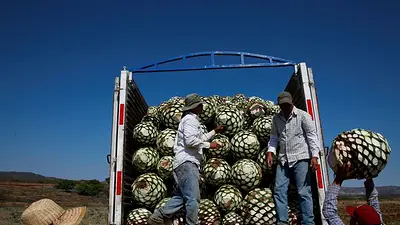 Inversión permitirá aumentar la capacidad de producción de tequila en México Inversión permitirá aumentar la capacidad de producción de tequila en México