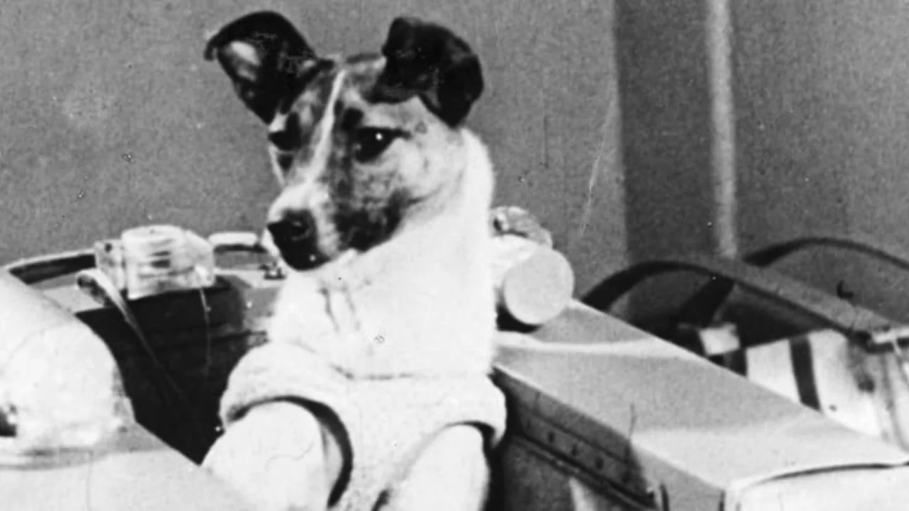 La ciencia en cuatro patas: perros protagonistas de algunos hitos y avances científicos