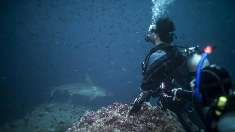 Parque de Galápagos prueba la replantación de coral para restaurar el frágil ecosistema