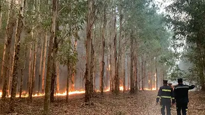 Incendios forestales. Incendios forestales.