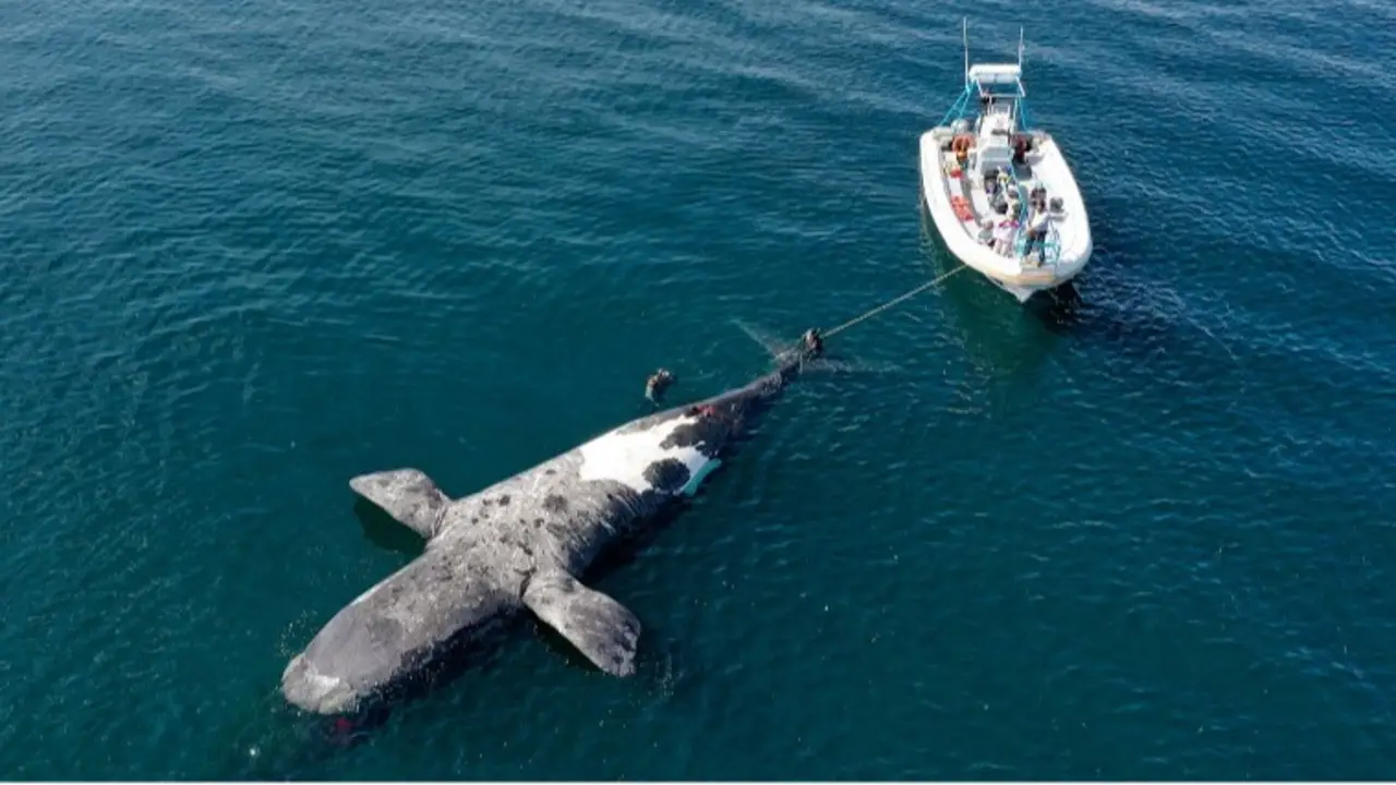 Ballenas-Chubut