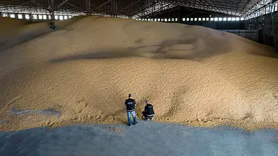 soja soja