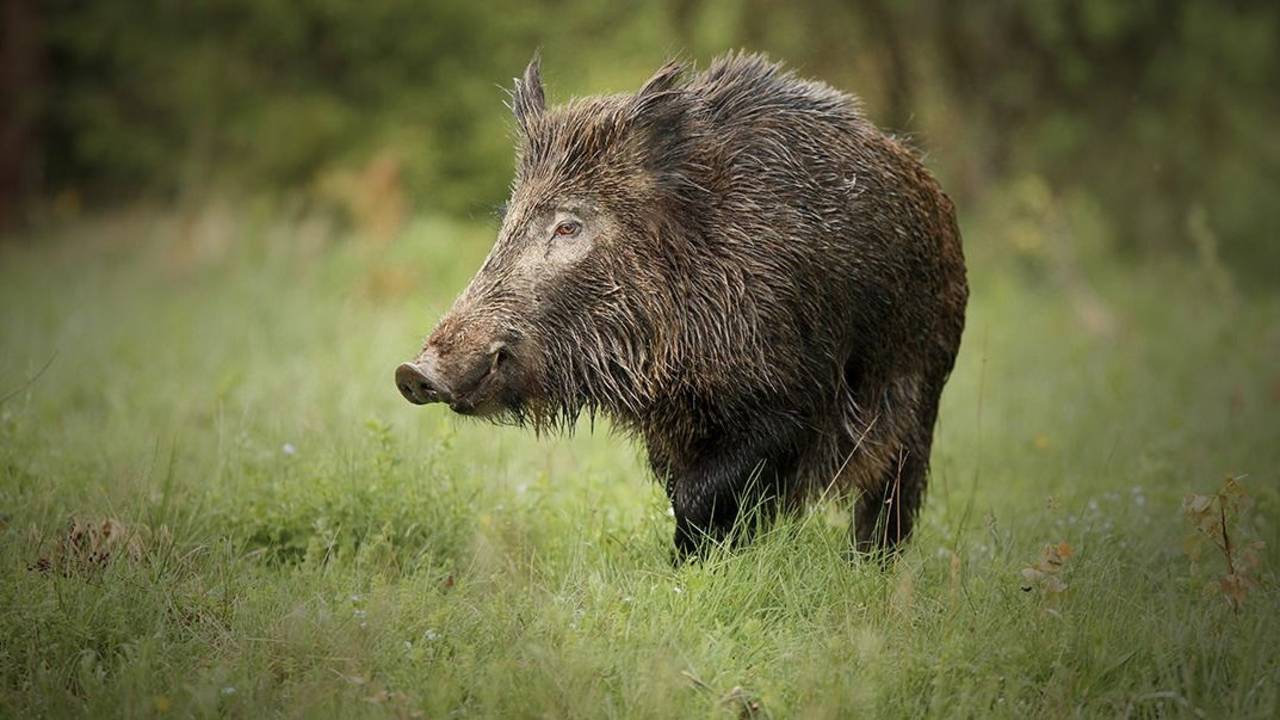 Las especies invasoras, claves en el 60% de las extinciones de plantas y animales