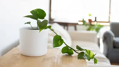 Plantas Plantas