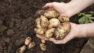 Papa recién cosechada en una huerta orgánica Papa recién cosechada en una huerta orgánica