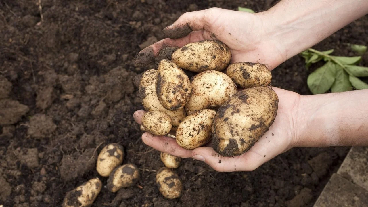 Papa recién cosechada en una huerta orgánica 