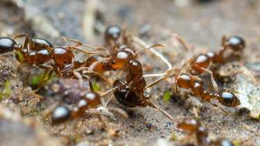 Hormigas del Río de la Plata “conquistan” Europa