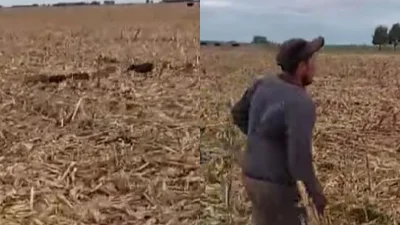 Video viral de animales. Jabalíes en un campo de Olavarría Video viral de animales. Jabalíes en un campo de Olavarría