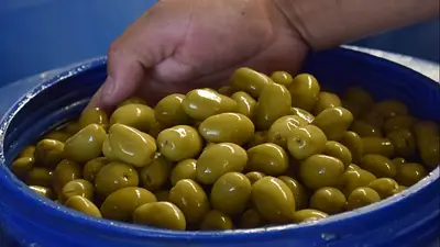 El Parque Arauco generará energías limpias utilizando carozos de aceitunas El Parque Arauco generará energías limpias utilizando carozos de aceitunas