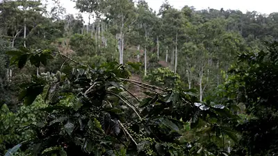 Exportaciones de café en Honduras se desploman casi 20% en agosto Exportaciones de café en Honduras se desploman casi 20% en agosto