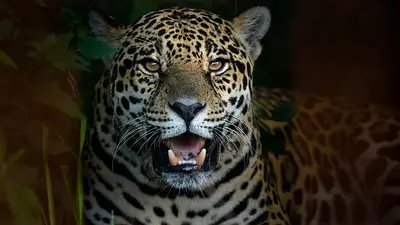 Importante hallazgo: se registró la presencia de un nuevo ejemplar de yaguareté en Formosa Importante hallazgo: se registró la presencia de un nuevo ejemplar de yaguareté en Formosa