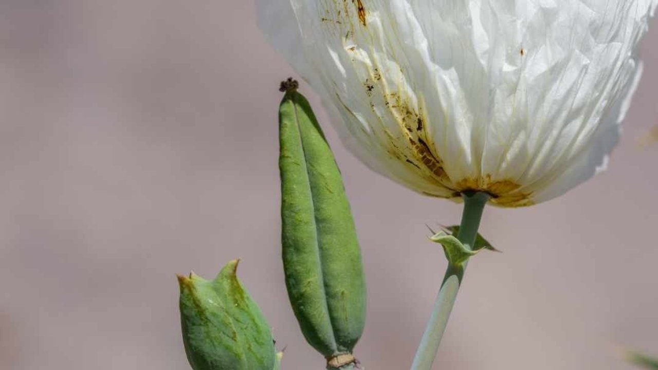 Cómo encontraron la flor en extinción. 