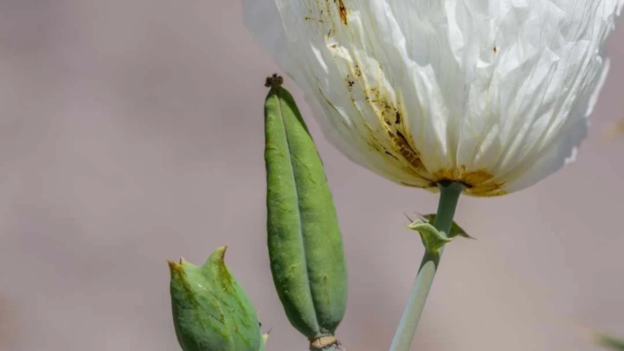Cómo encontraron la flor en extinción. 