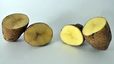 Papas negras Papas negras