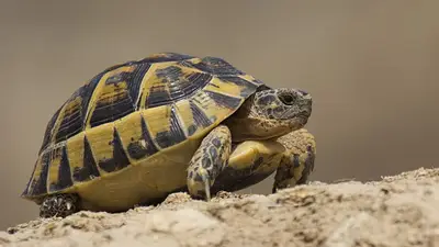 Tortuga Tortuga