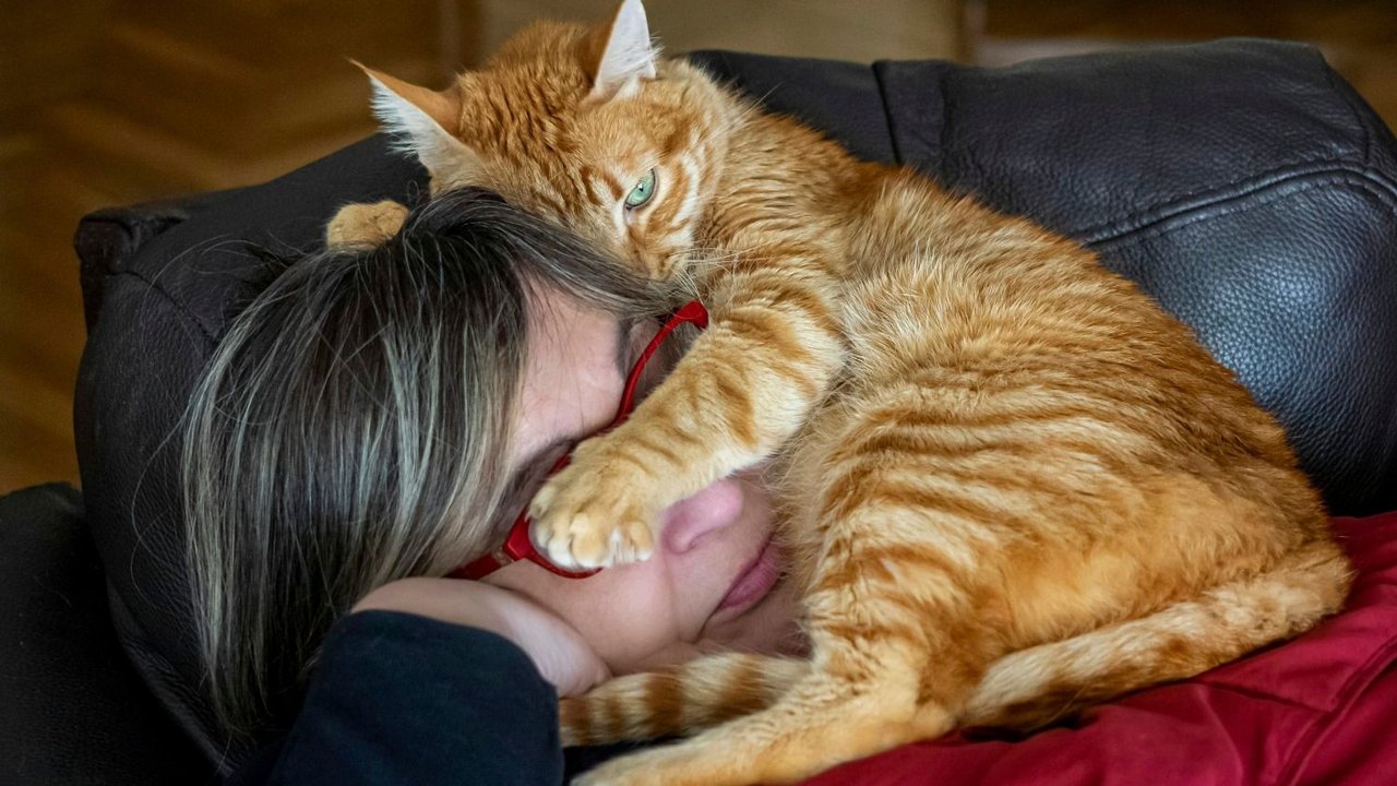 Cómo hacer para que los gatos no me despierten a la noche. Truco para que el gato duerma de noche y no me despierte. 