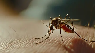 Mosquitos. Mosquitos.