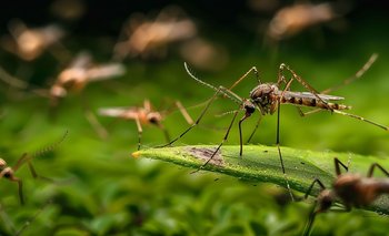 Se acabó el misterio: por qué ahora hay mosquitos en invierno | Mosquitos