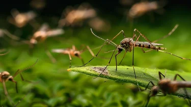 Se acabó el misterio: por qué ahora hay mosquitos en invierno