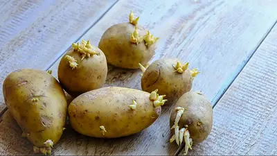 Qué pasa si las papas tienen brotes. Qué pasa si las papas tienen brotes.